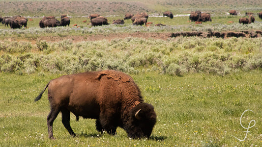 Lone Buffalo