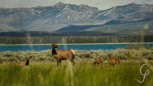 Elk on The Lakeshore