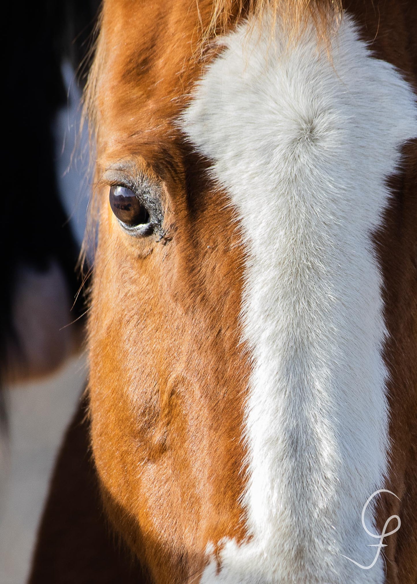 Portrait of 'Fancy'