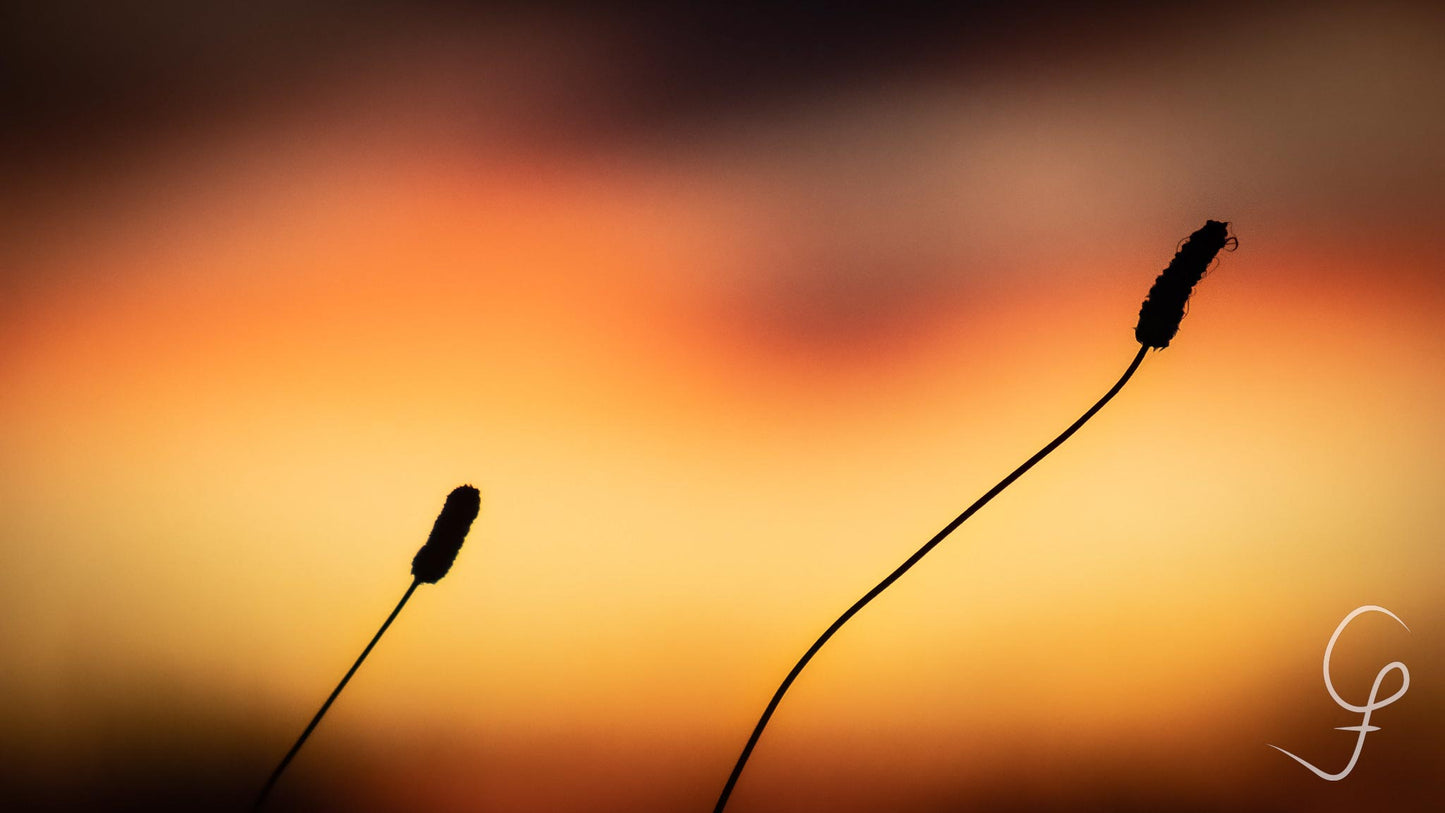 Macro Sunset